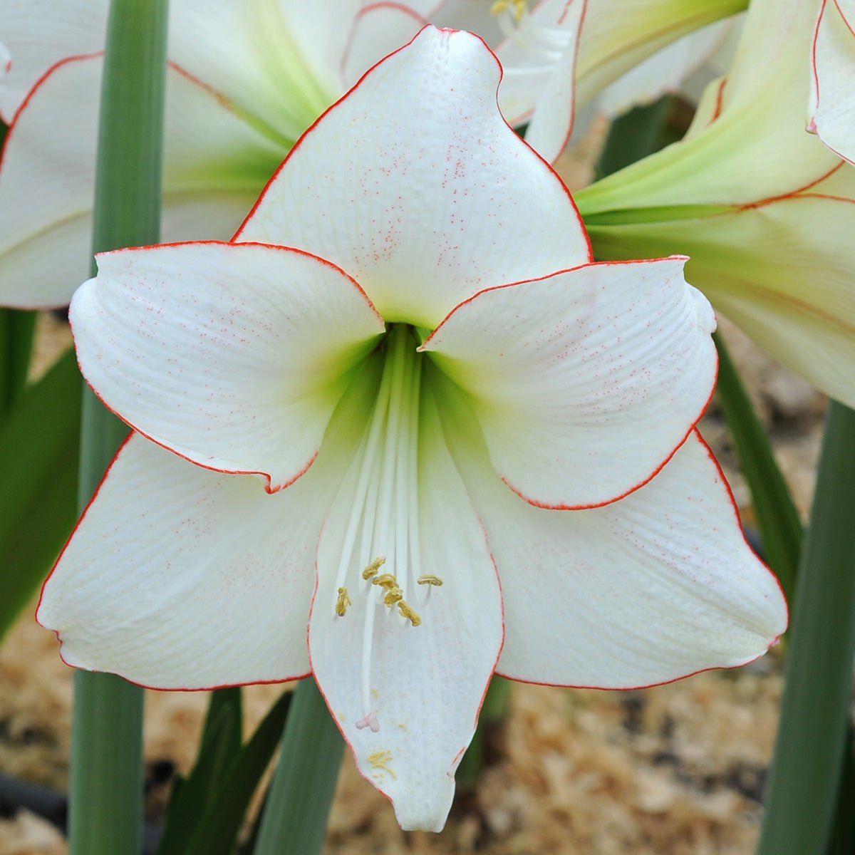 Amaryllis Picotee - Amaryllis - Fluwel