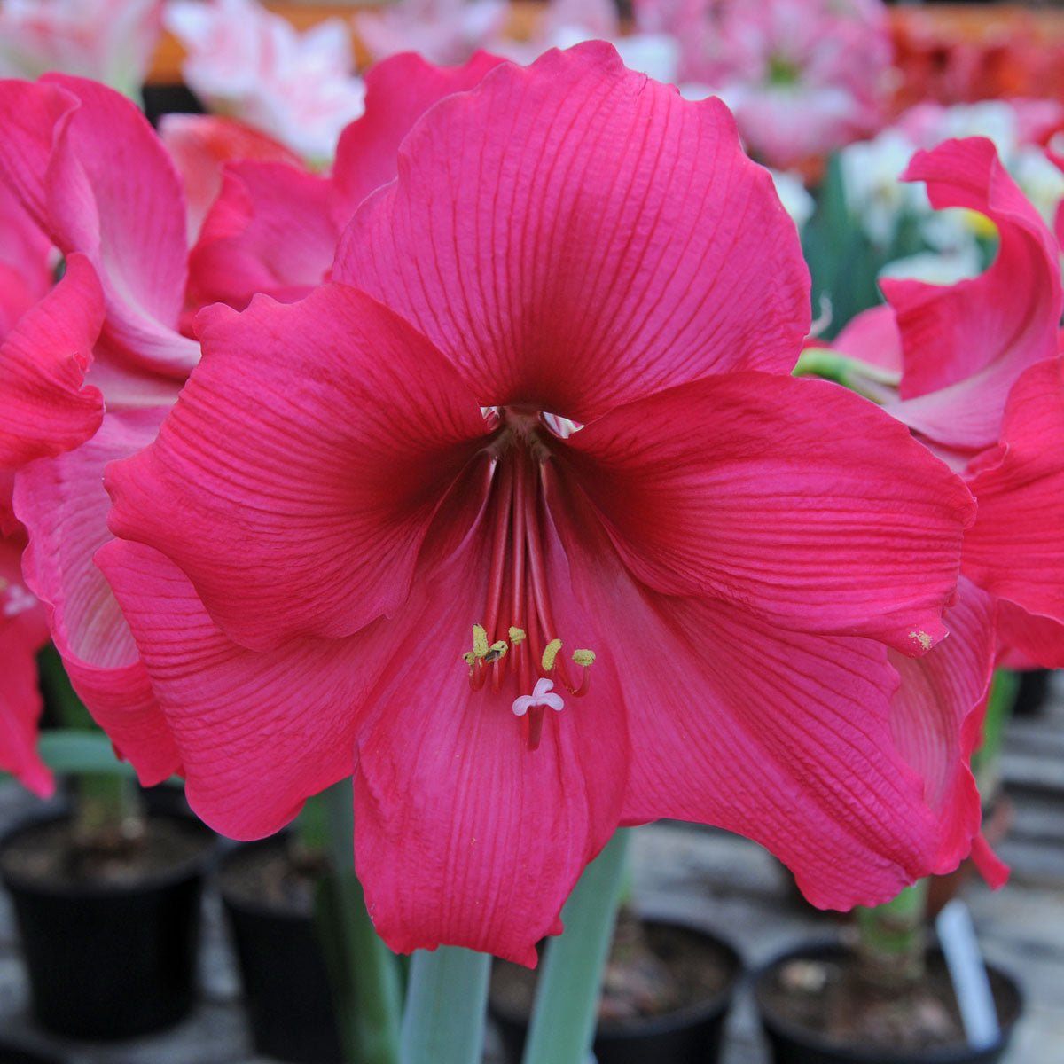 Amaryllis Pleasure - Amaryllis - Fluwel