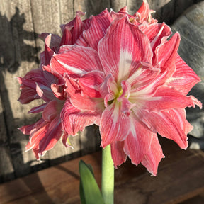 Amaryllis Pretty Nymph - Amaryllis - Fluwel
