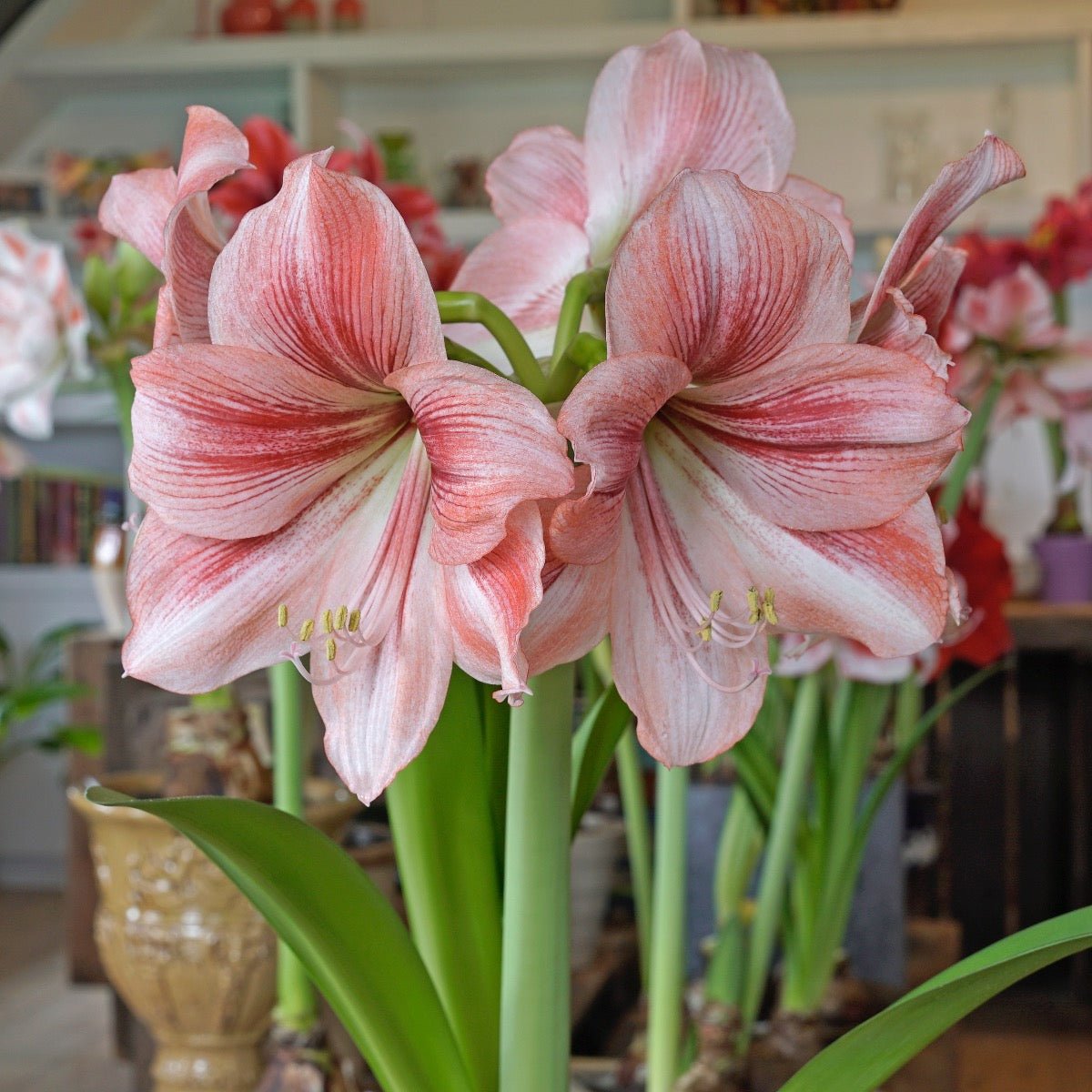 Amaryllis Provence - meerkleurige amaryllis - Fluwel