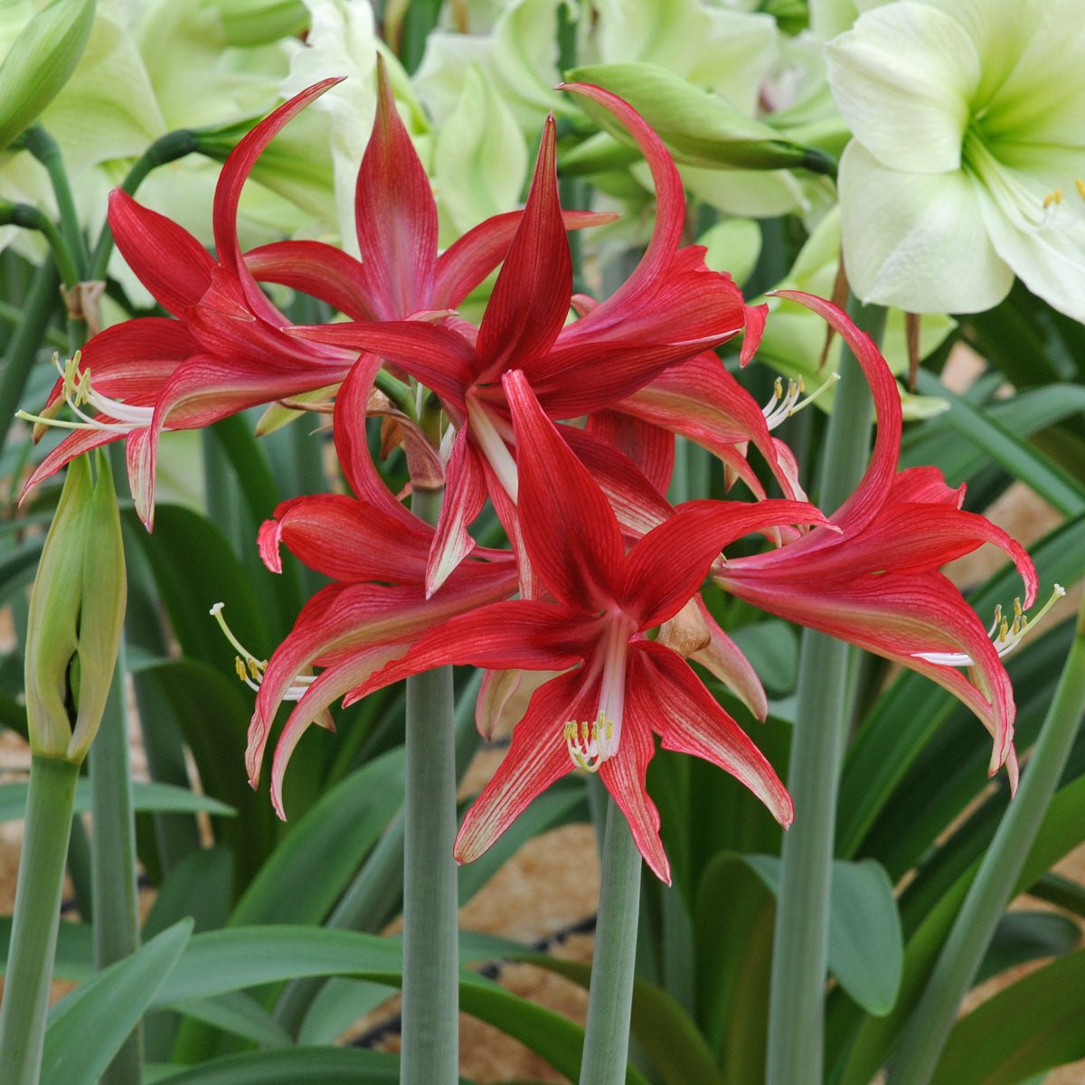 Amaryllis Quito - rode amaryllis - Fluwel