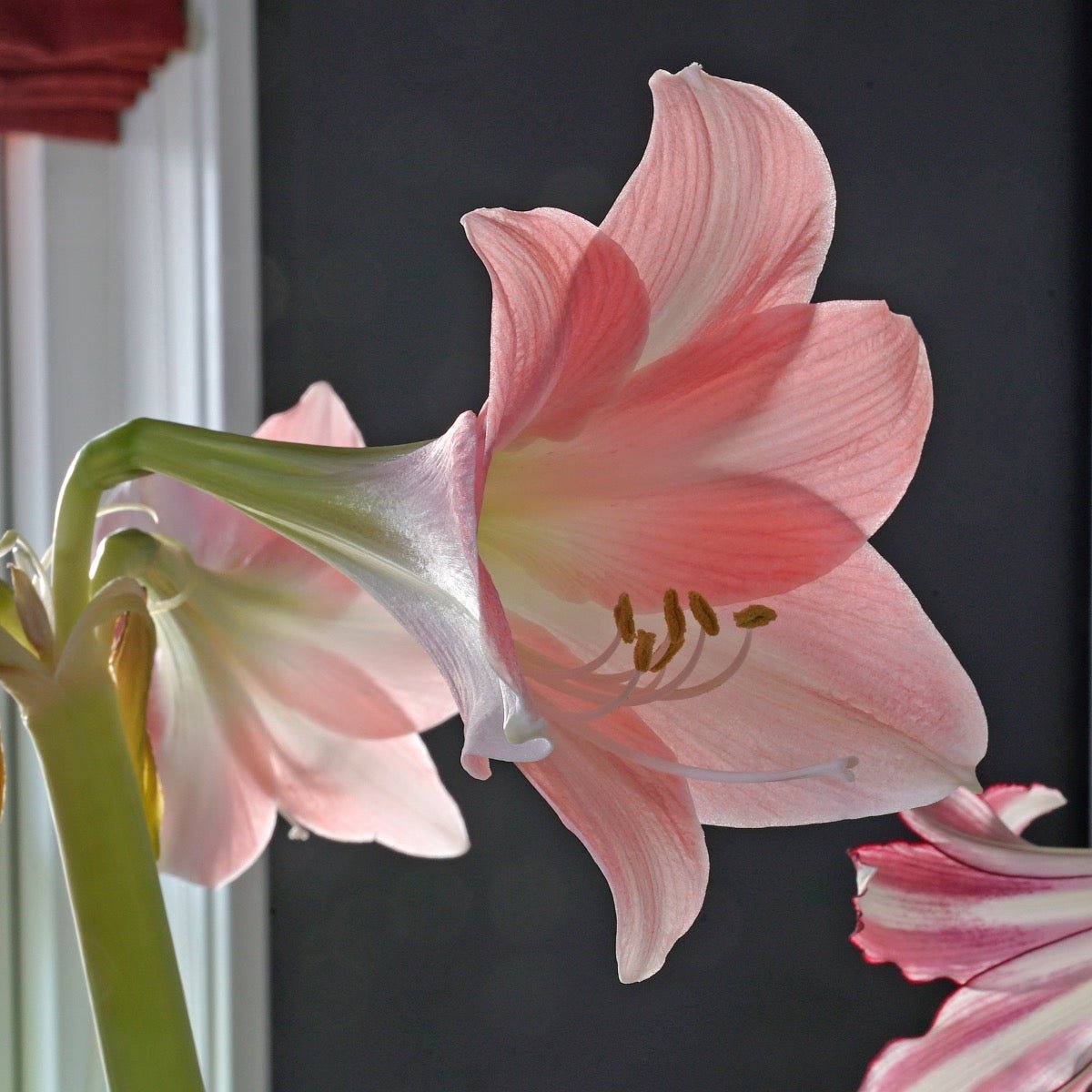 Amaryllis Rebecca - Amaryllis - Fluwel