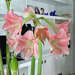 Amaryllis Rebecca - Amaryllis - Fluwel