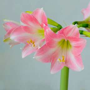 Amaryllis Rebecca - Amaryllis - Fluwel
