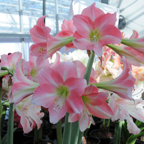 Amaryllis Rebecca - Amaryllis - Fluwel