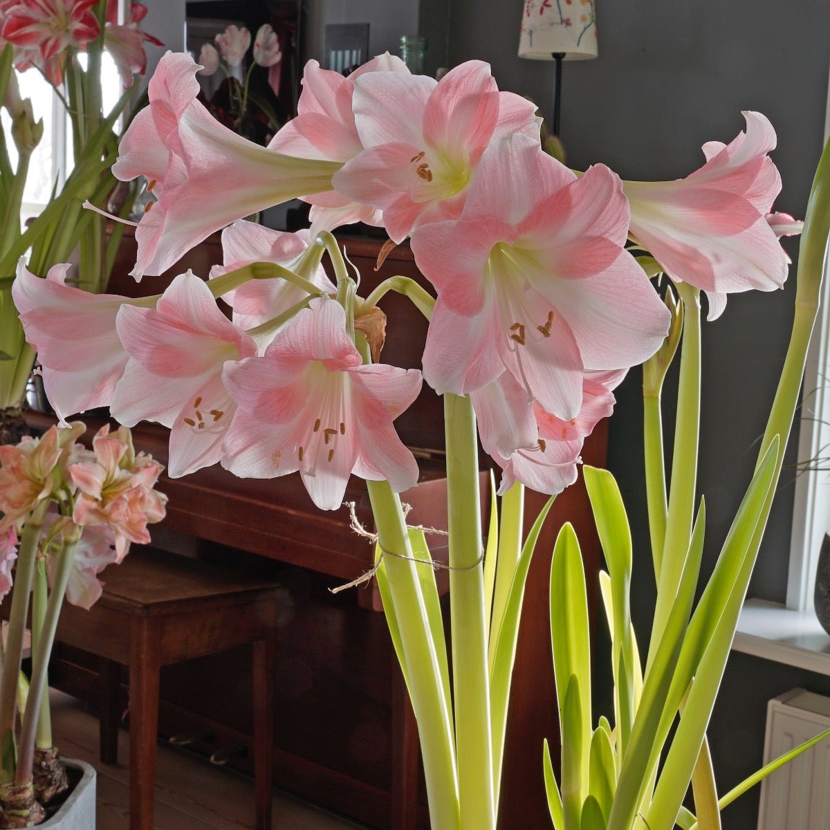 Amaryllis Rebecca - Amaryllis - Fluwel