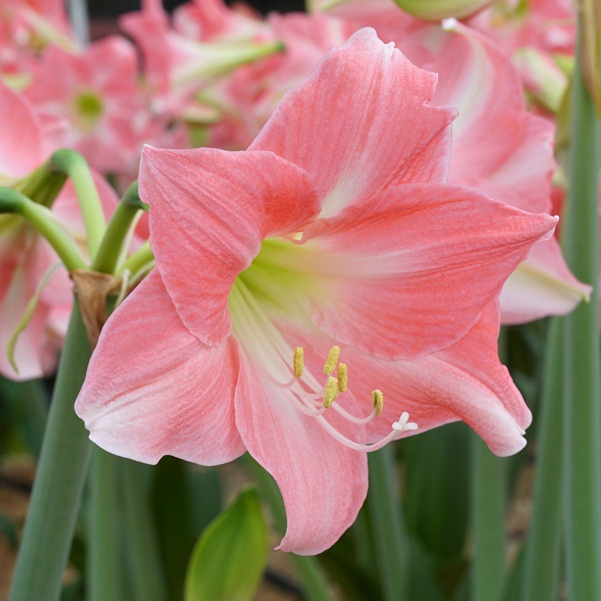 Amaryllis Rebecca - Amaryllis - Fluwel