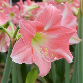 Amaryllis Rebecca - Amaryllis - Fluwel