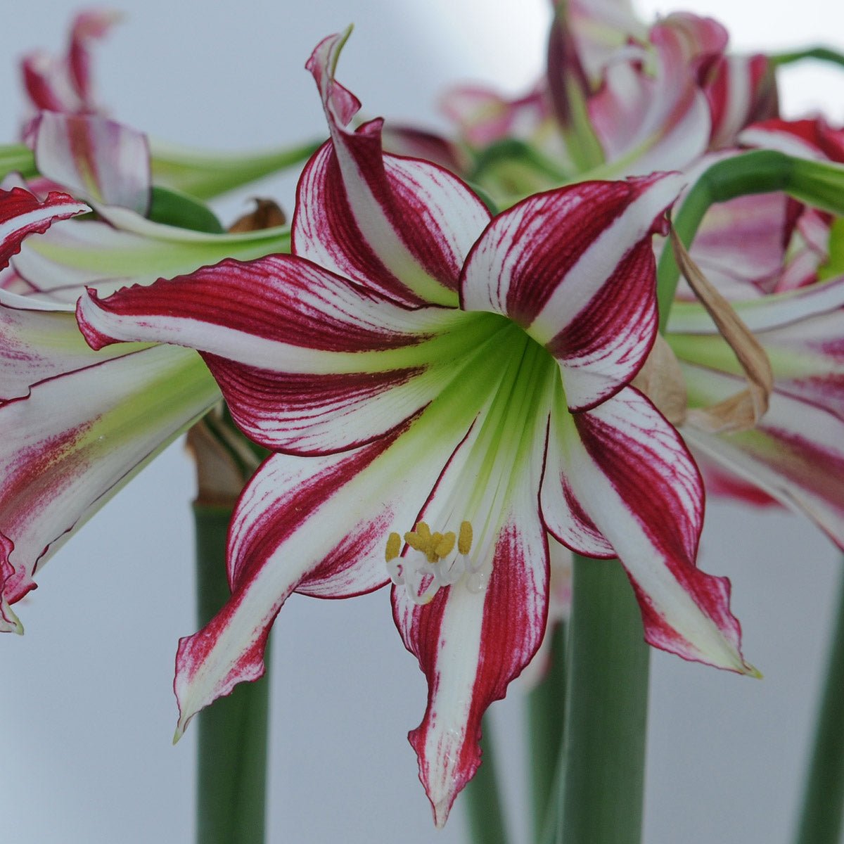 Amaryllis Santiago - meerkleurige amaryllis - Fluwel