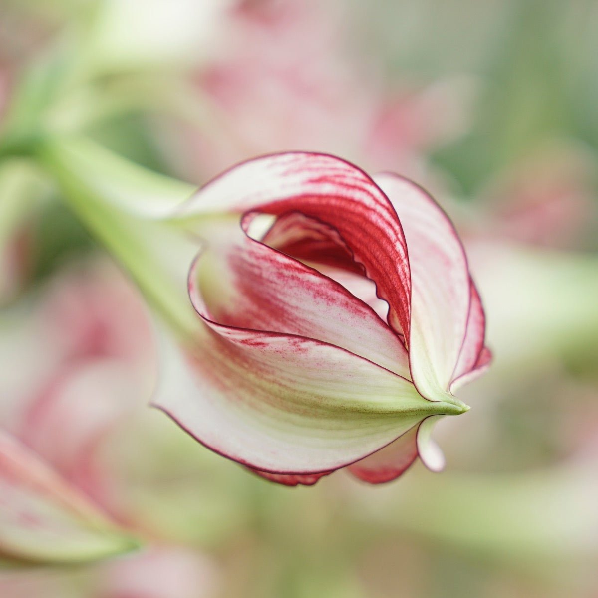 Amaryllis Santiago - meerkleurige amaryllis - Fluwel
