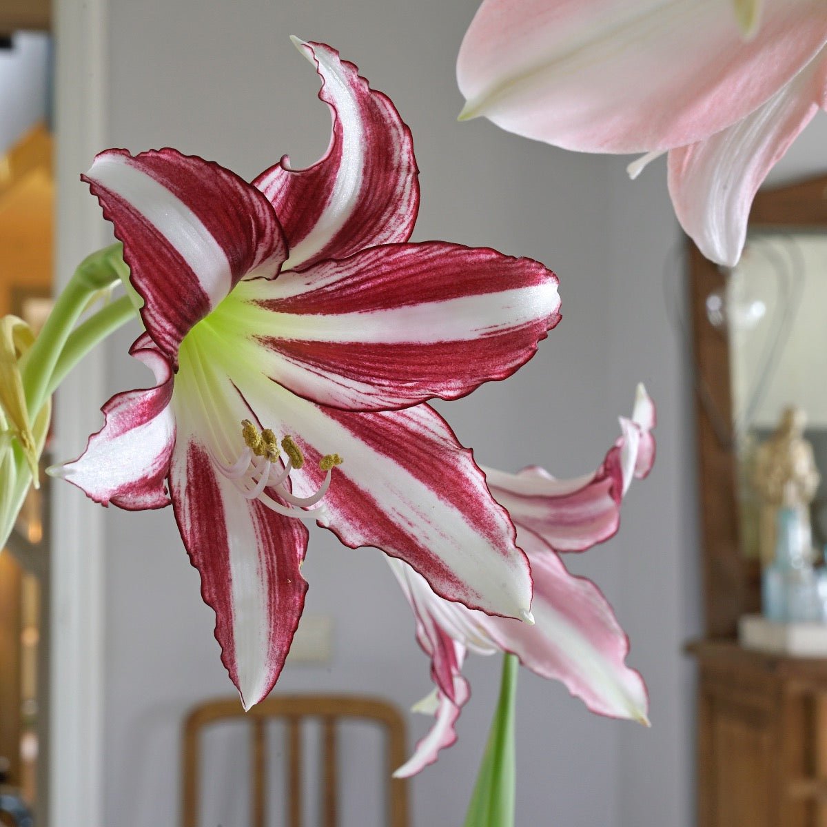 Amaryllis Santiago - meerkleurige amaryllis - Fluwel