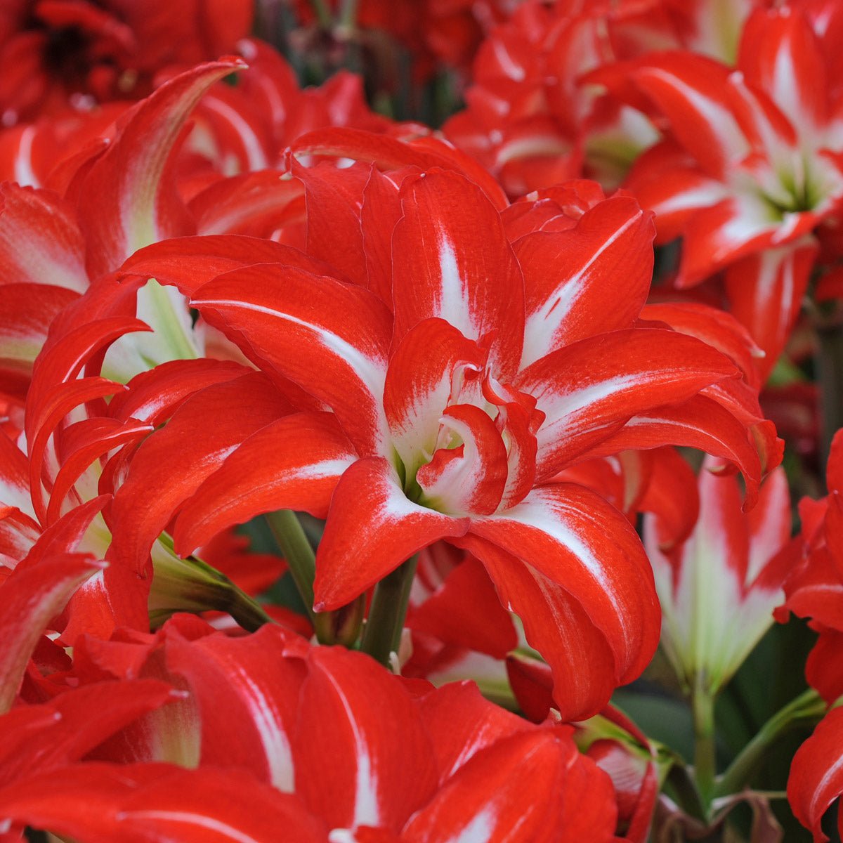 Amaryllis Splash - meerkleurige amaryllis - Fluwel