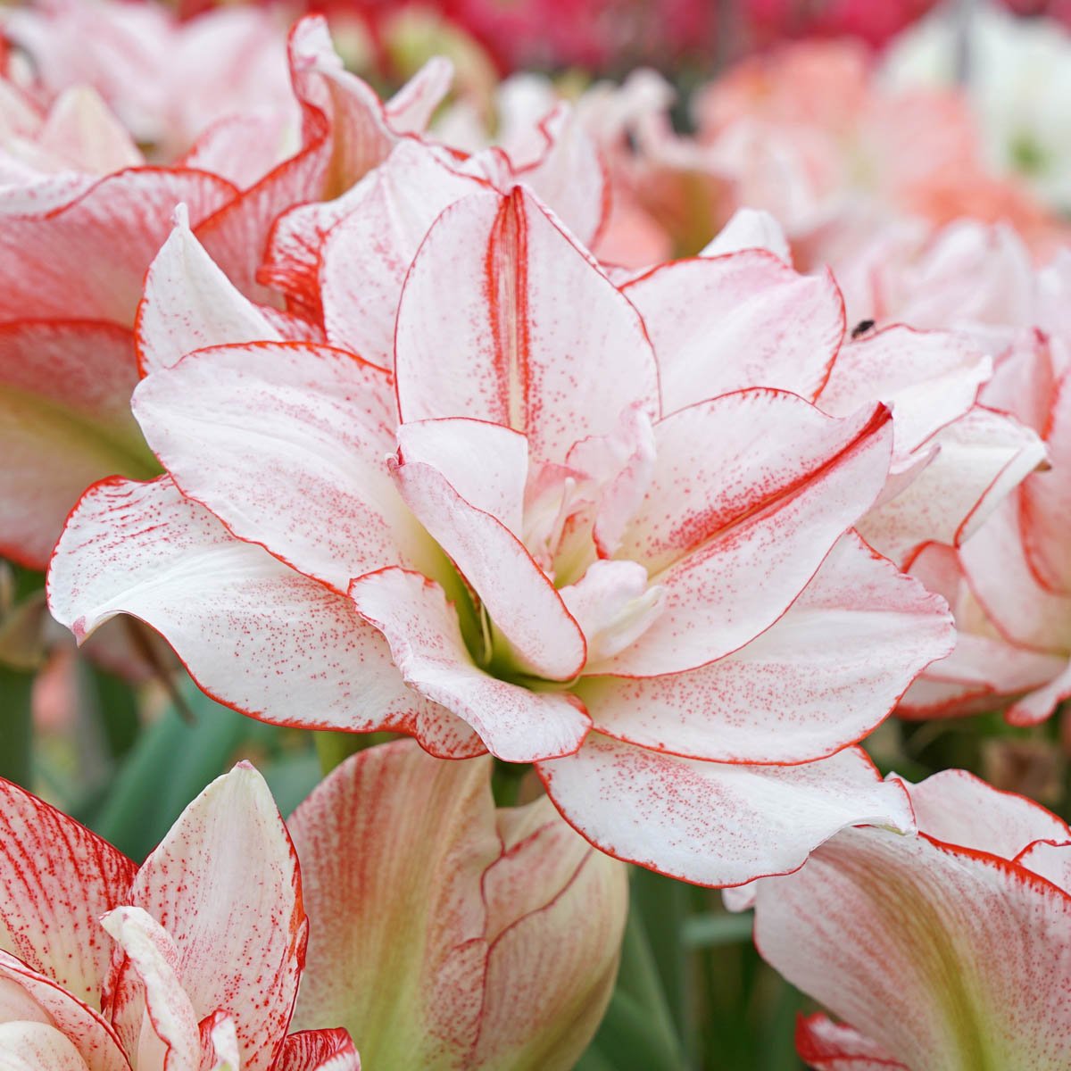 Amaryllis Striped Amadeus - Amaryllis - Fluwel