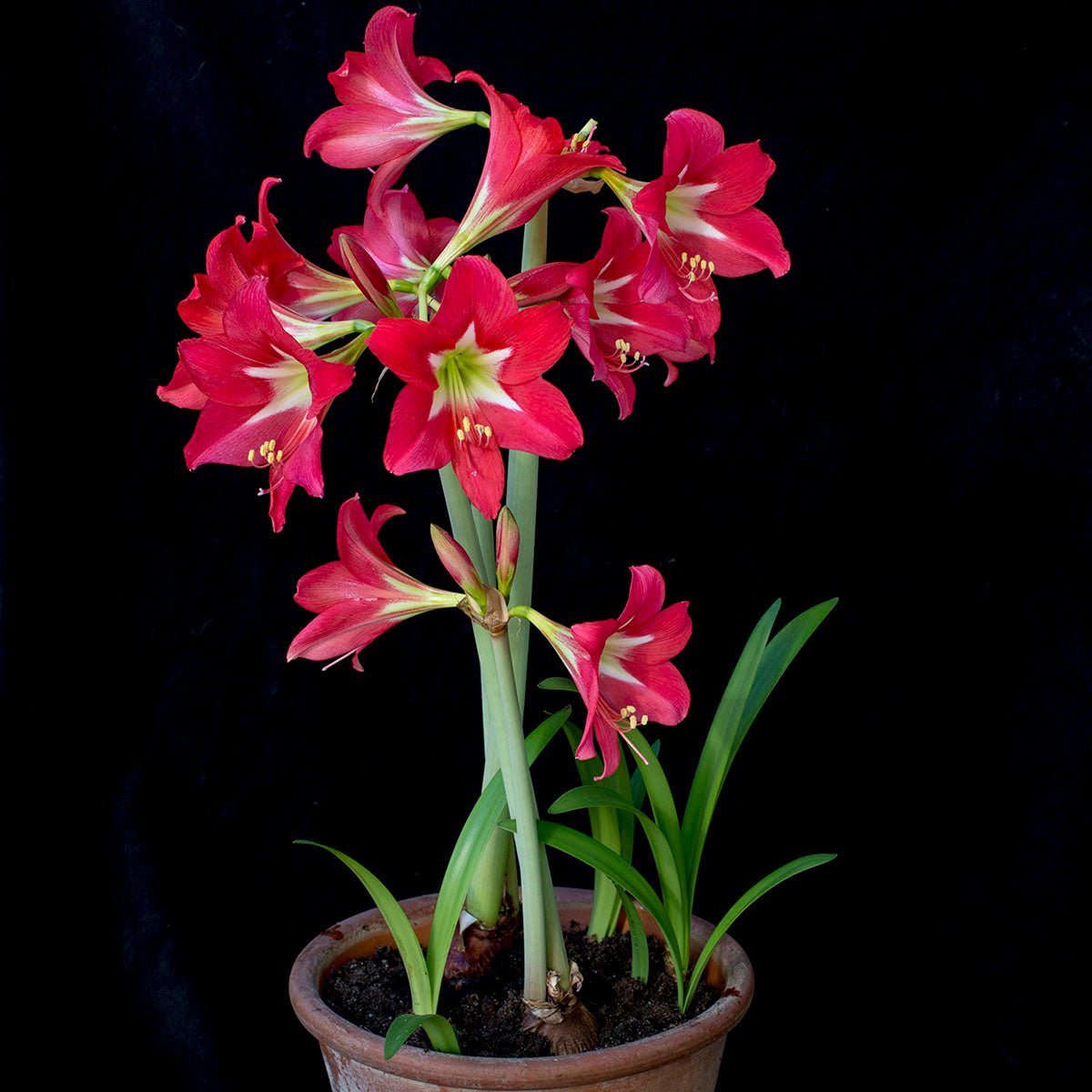 Amaryllis Striped Garden - Amaryllis - Fluwel