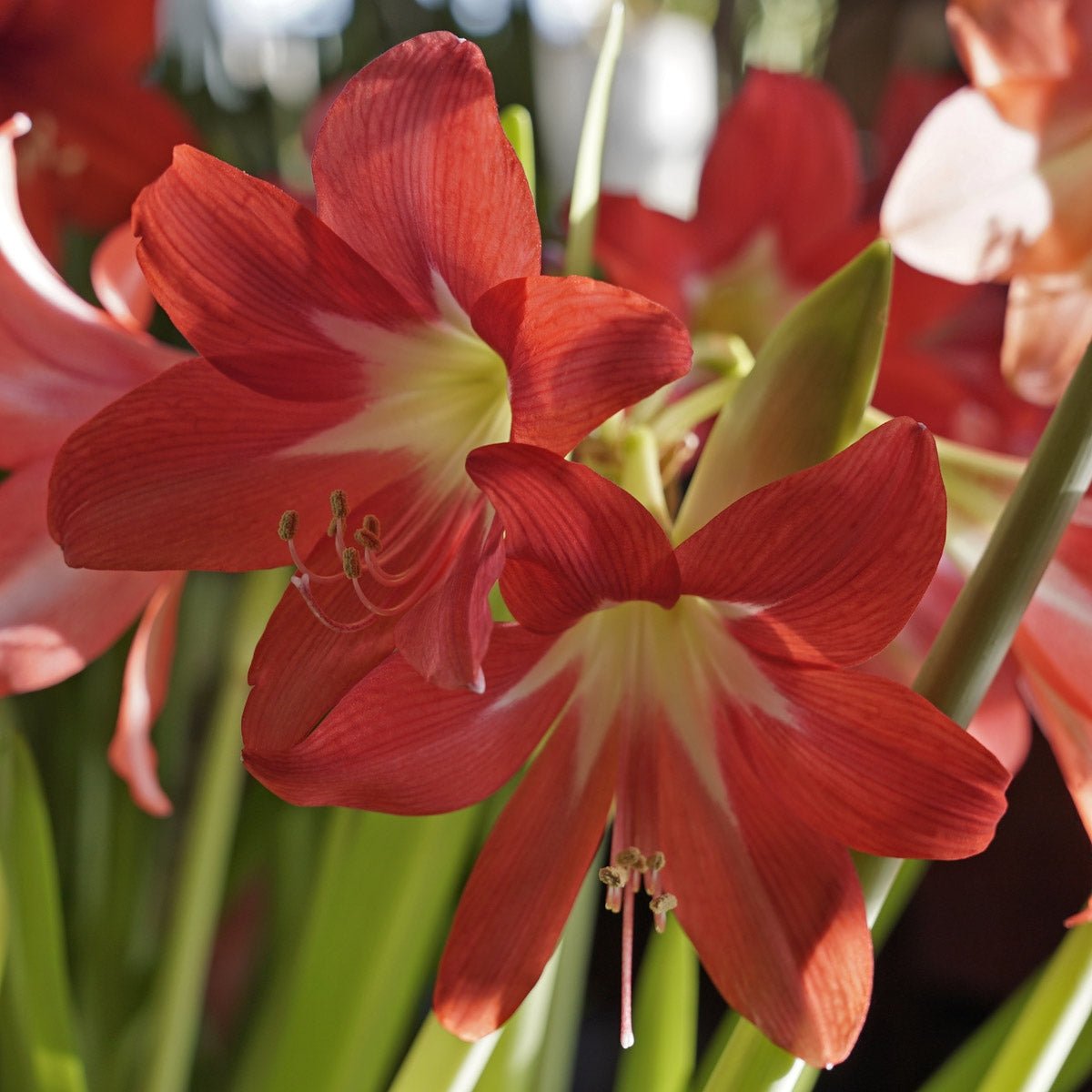 Amaryllis Striped Garden - Amaryllis - Fluwel