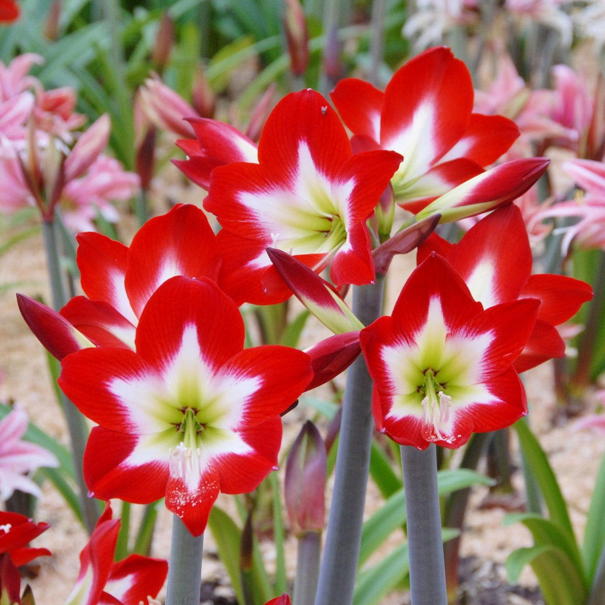 Amaryllis Tres Chic - Amaryllis - Fluwel