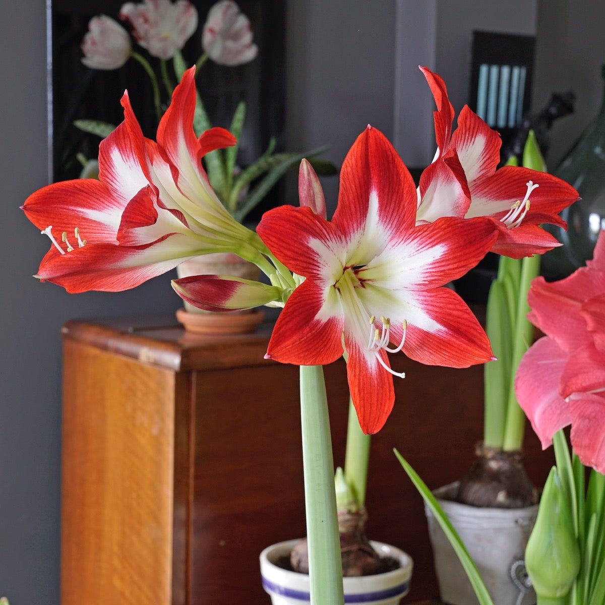 Amaryllis Tres Chic - meerkleurige amaryllis - Fluwel