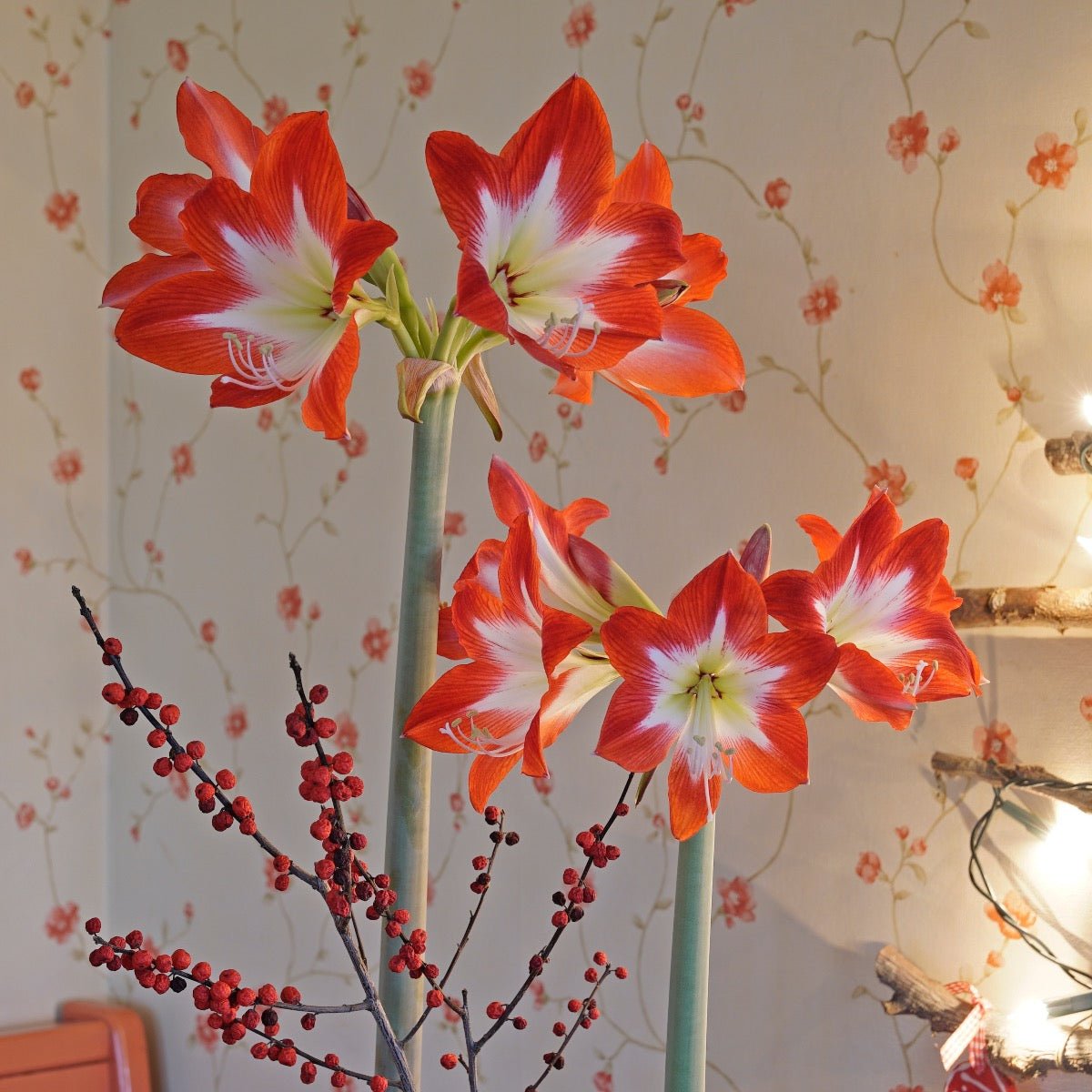 Amaryllis Tres Chic - meerkleurige amaryllis - Fluwel