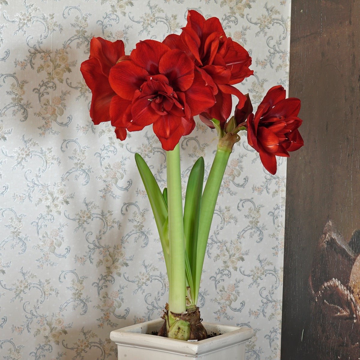 Amaryllis Velvet Nymph - rode amaryllis - Fluwel