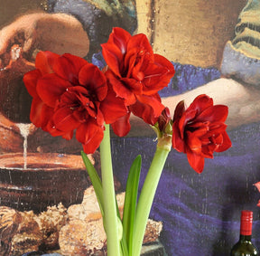 Amaryllis Velvet Nymph - Amaryllis - Fluwel