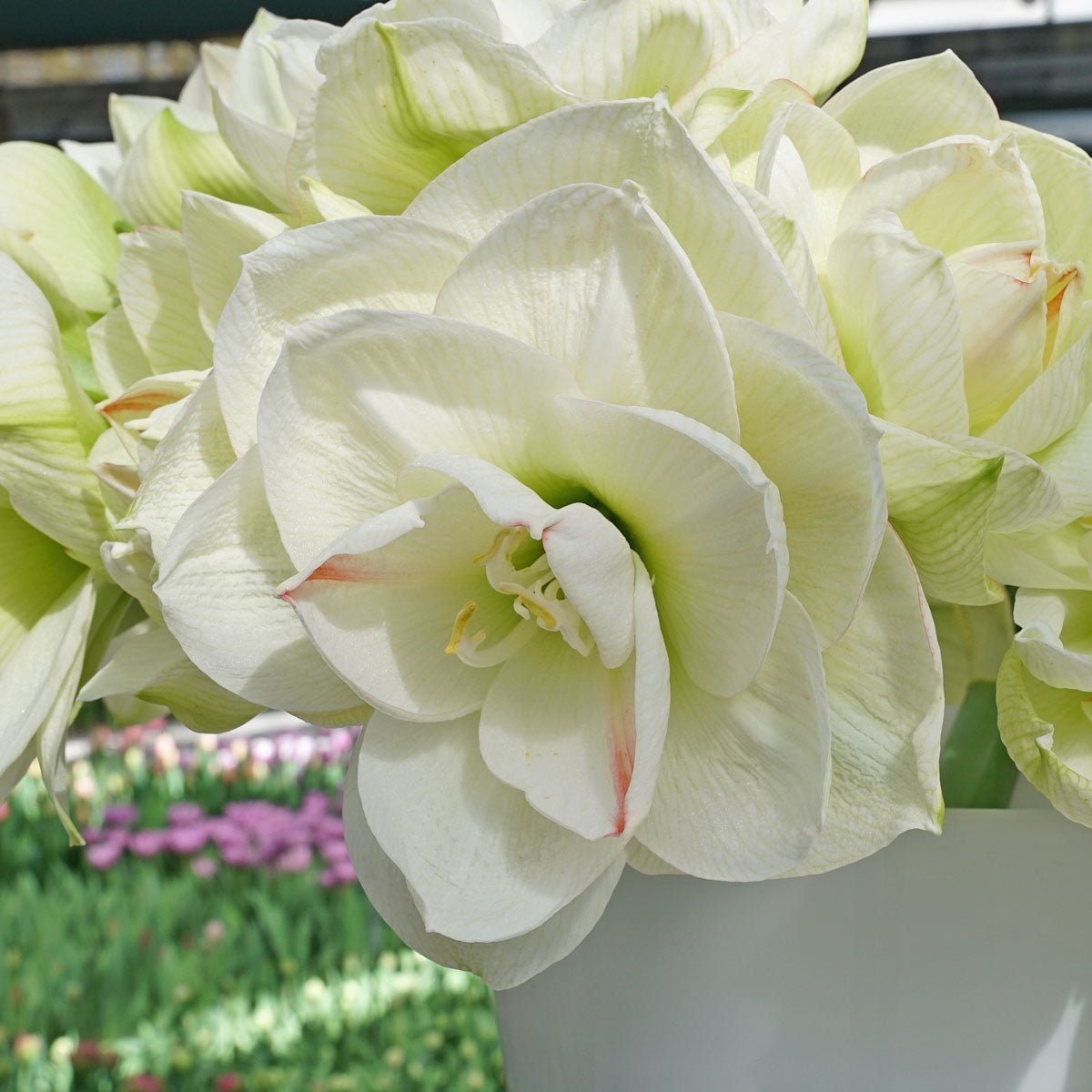 Amaryllis White Amadeus - Amaryllis - Fluwel