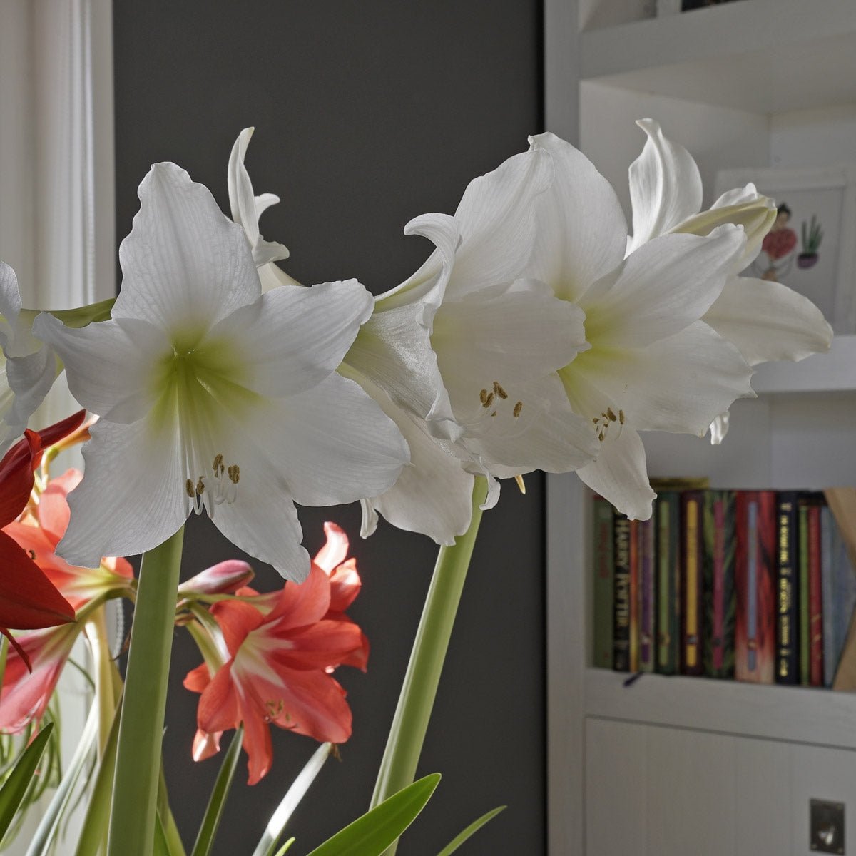 Amaryllis White Garden - Amaryllis - Fluwel