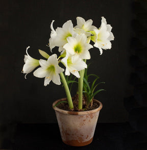 Amaryllis White Garden - Amaryllis - Fluwel