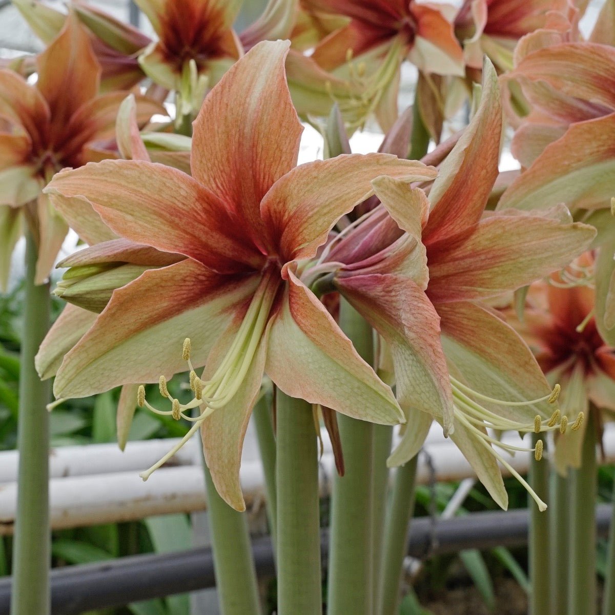 Amaryllis Wild Amazone - meerkleurige amaryllis - Fluwel