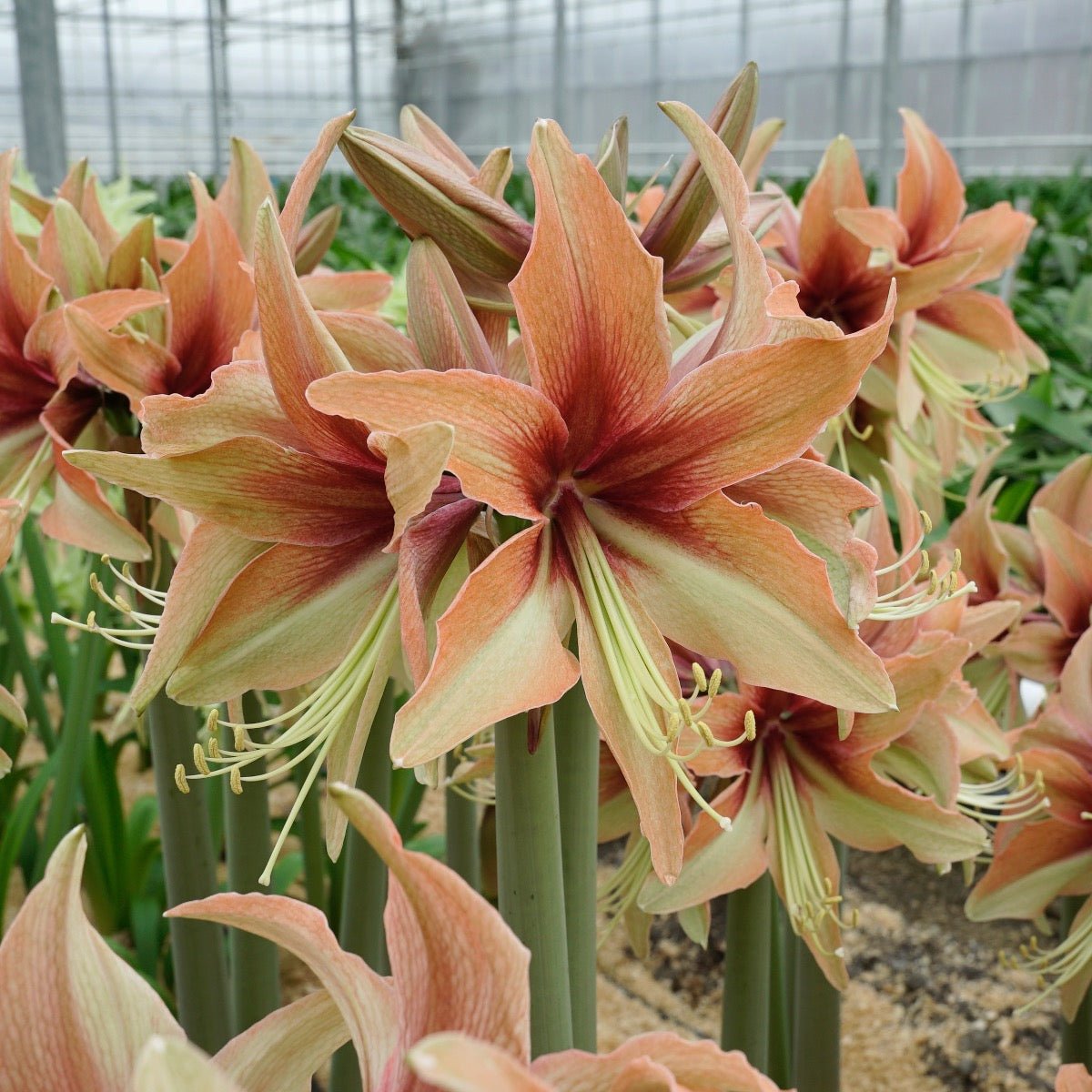 Amaryllis Wild Amazone - Amaryllis - Fluwel