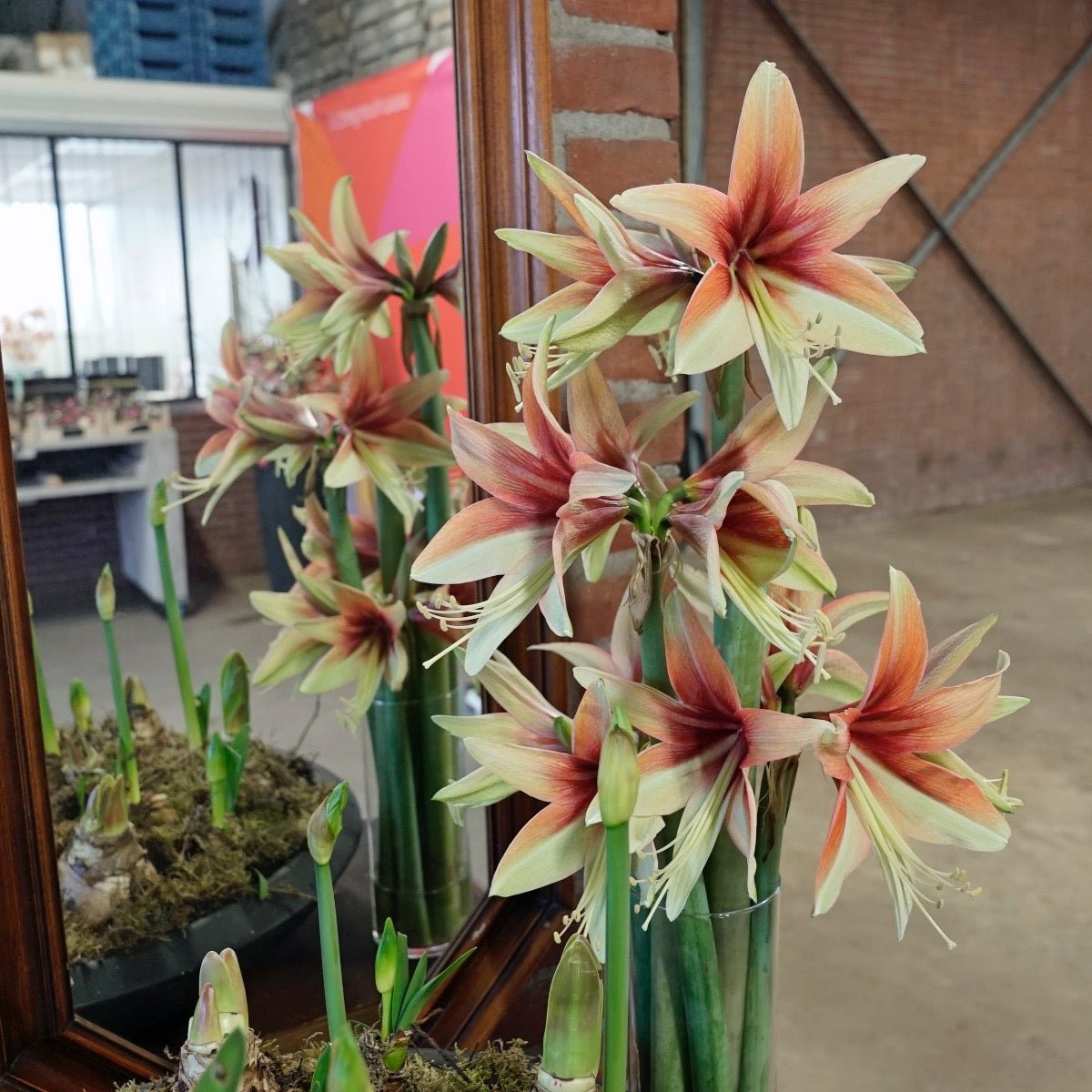 Amaryllis Wild Amazone - meerkleurige amaryllis - Fluwel