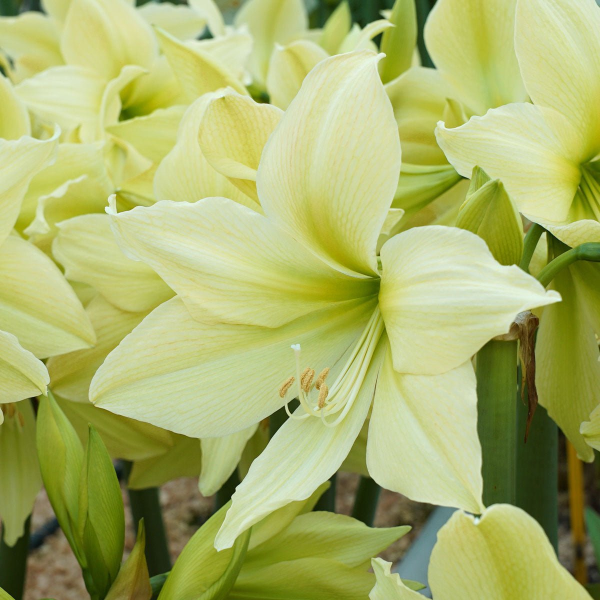 Amaryllis Yellow Star - Amaryllis - Fluwel
