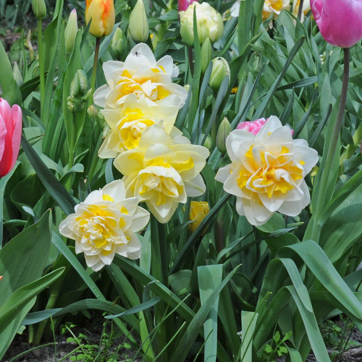 Ambon - meerkleurige Double narcis - Fluwel