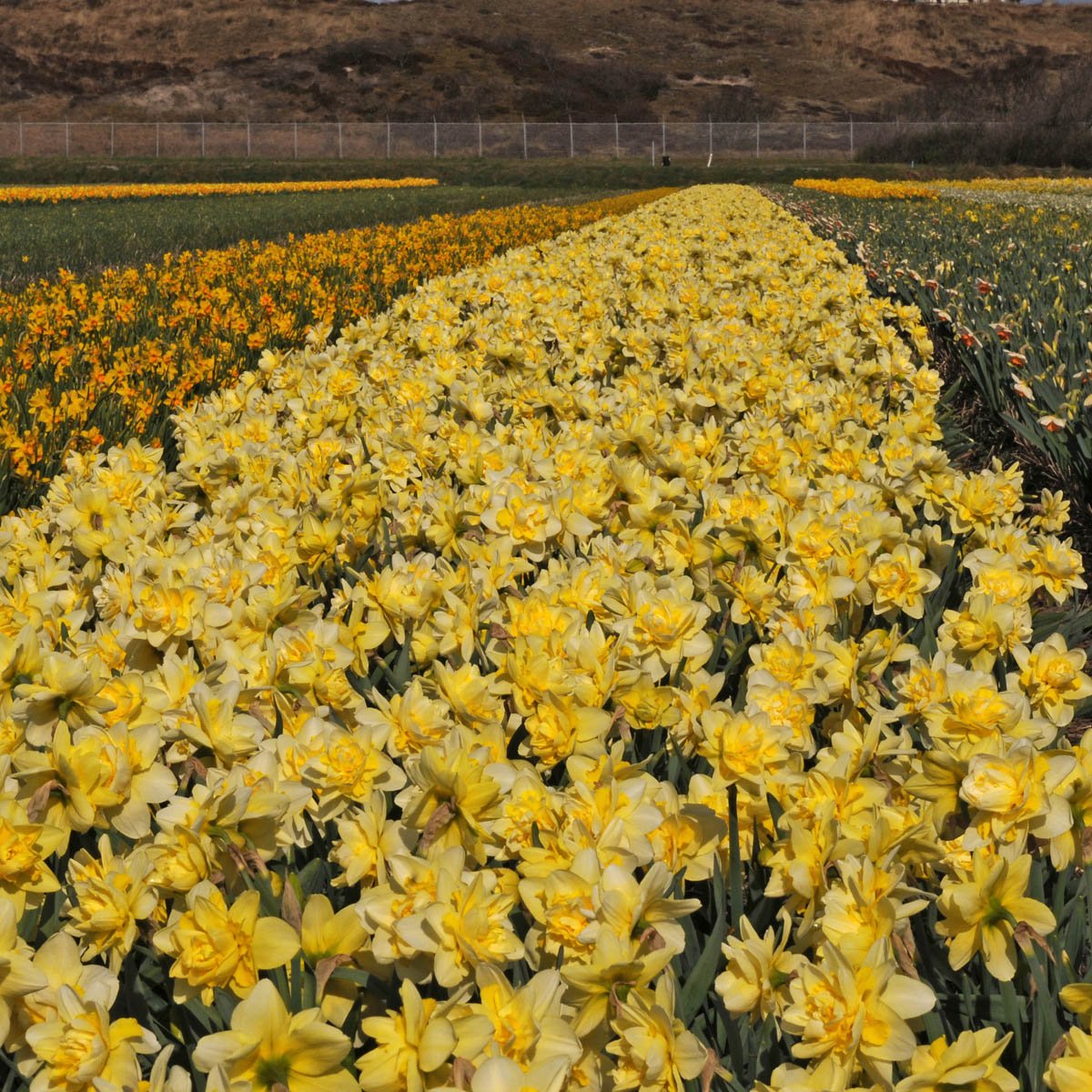 Ambon - meerkleurige Double narcis - Fluwel