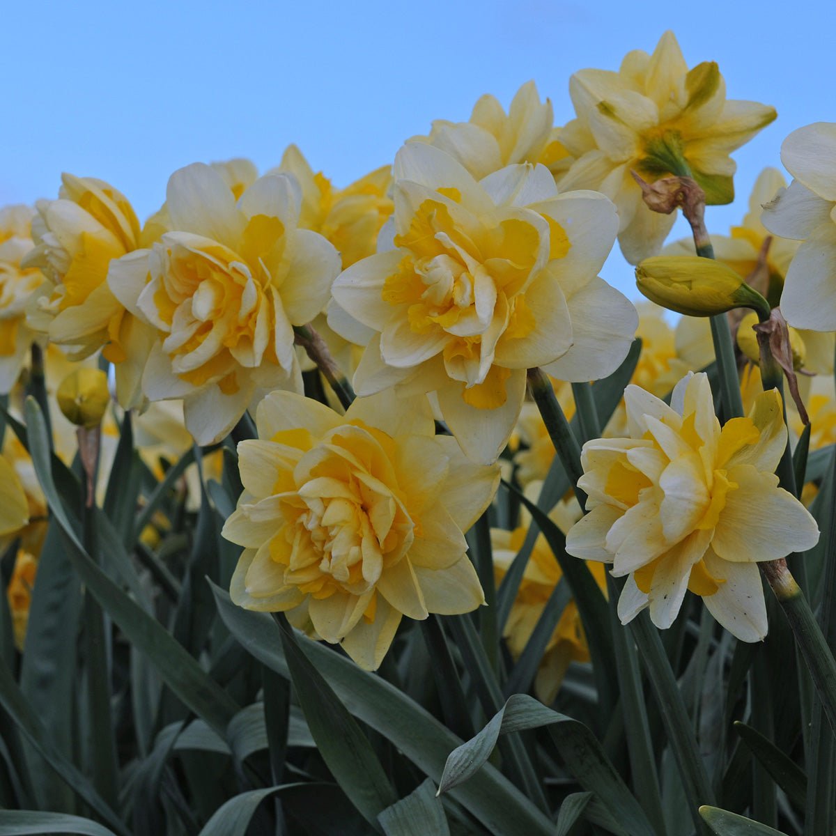 Ambon - meerkleurige Double narcis - Fluwel