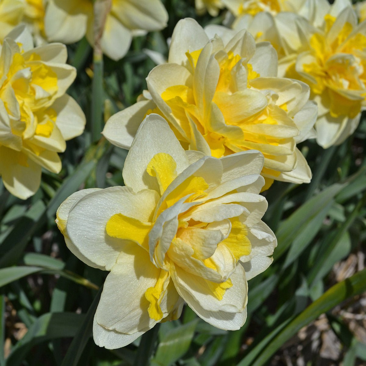 Ambon - meerkleurige Double narcis - Fluwel