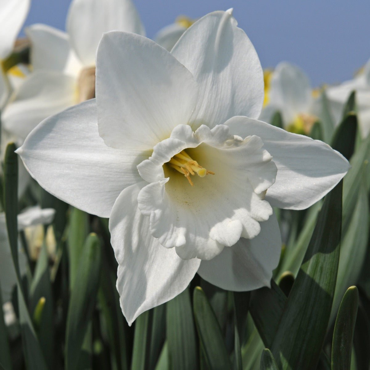 Amos Pettingill - witte Trumpet narcis - Fluwel