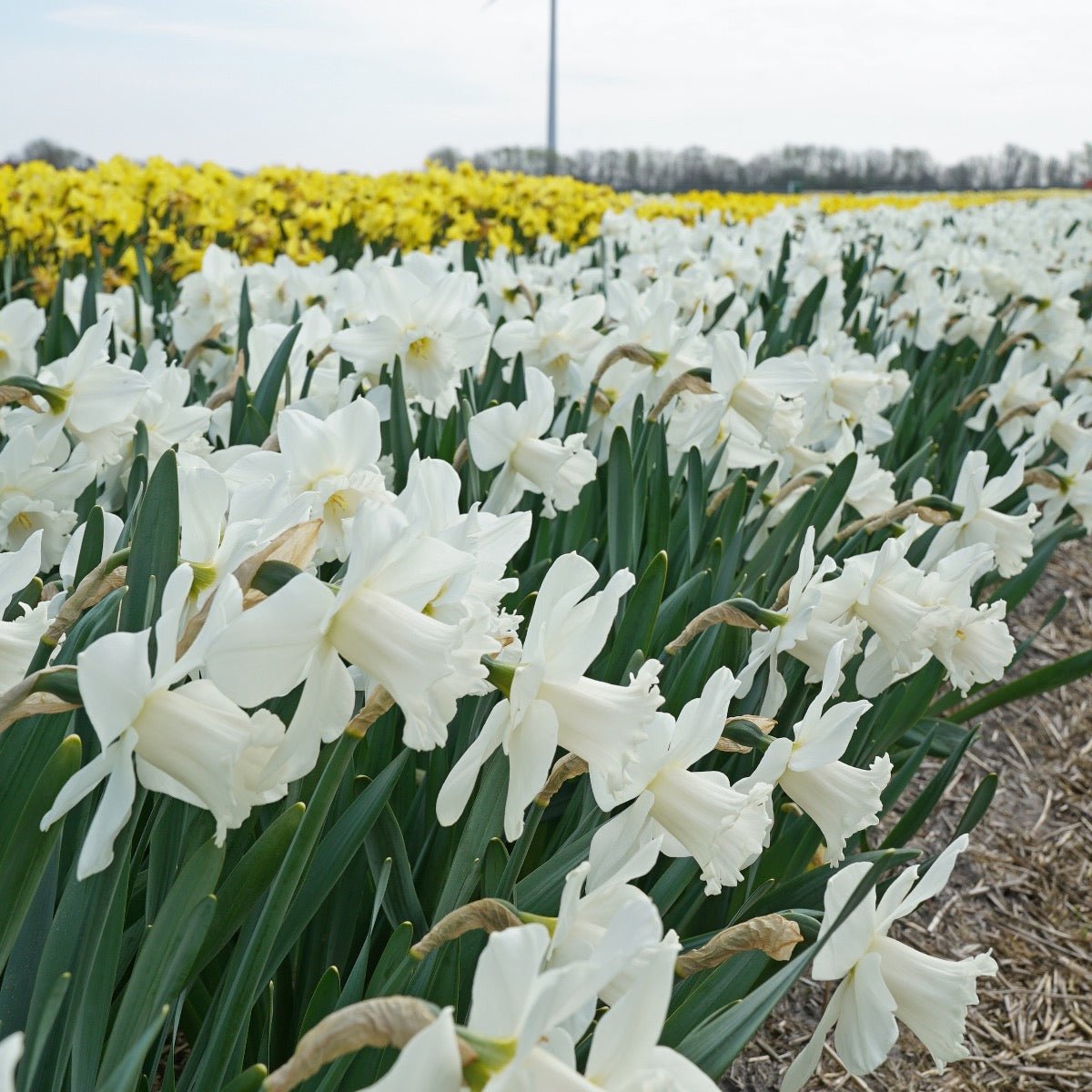 Amos Pettingill - Narcissus - Fluwel