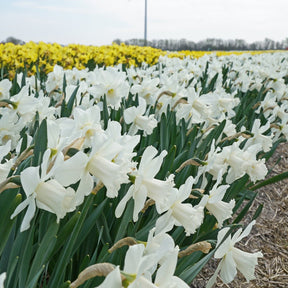 Amos Pettingill - Narcissus - Fluwel