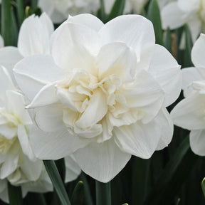 Androcles - Narcissus - Fluwel