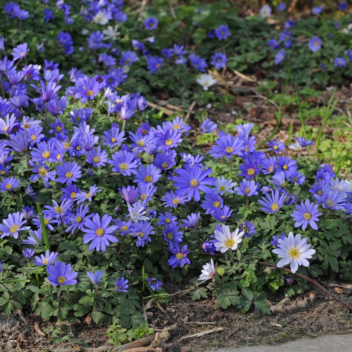 Anemone blanda Blue Shades - blauwe anemoon - Fluwel