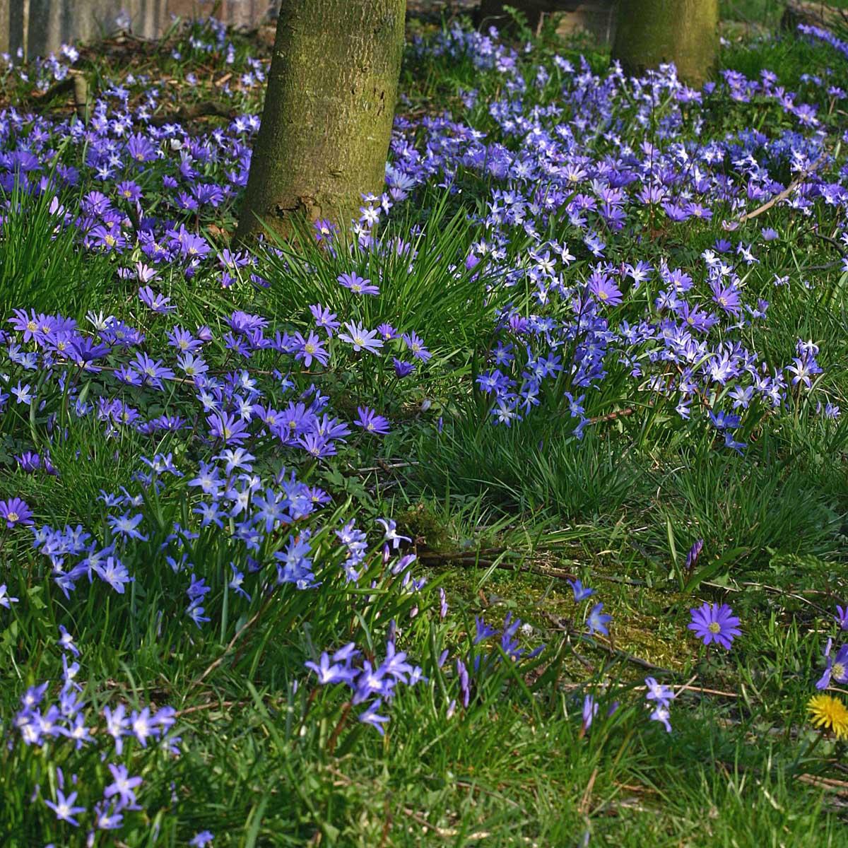 Anemone blanda Blue Shades - blauwe anemoon - Fluwel