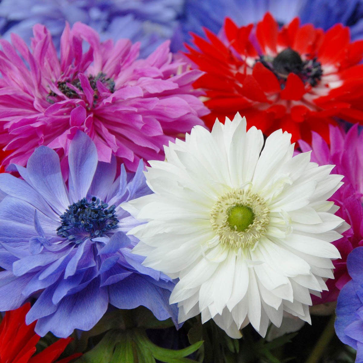 Anemone coronaria St Brigid - Summer special bulbs - Fluwel