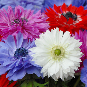 Anemone coronaria St Brigid - Summer special bulbs - Fluwel