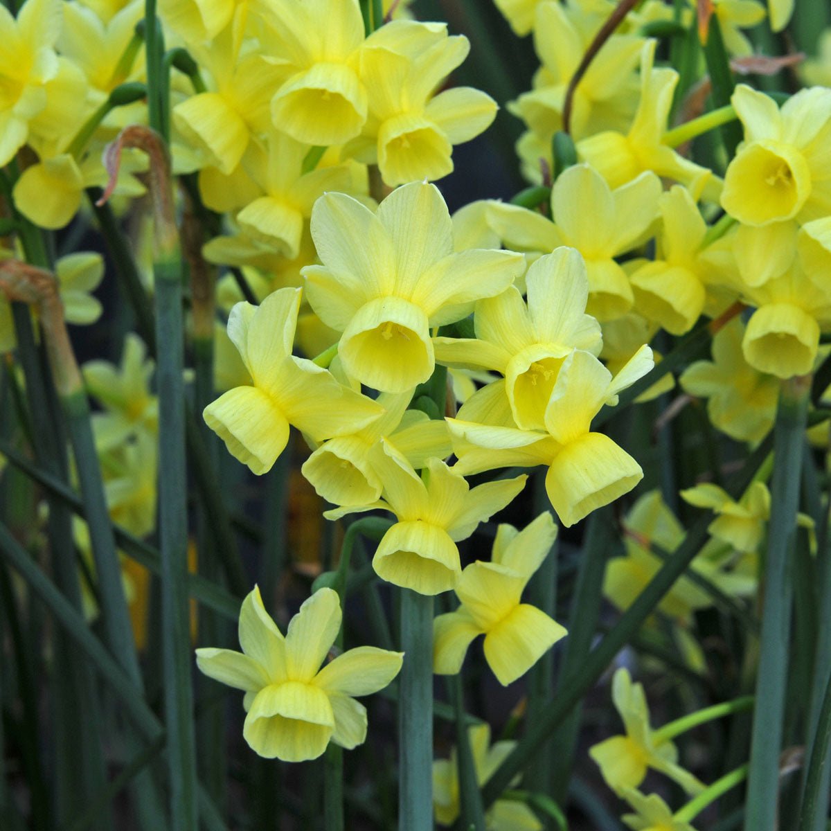 Angel's Breath - Narcissus - Fluwel