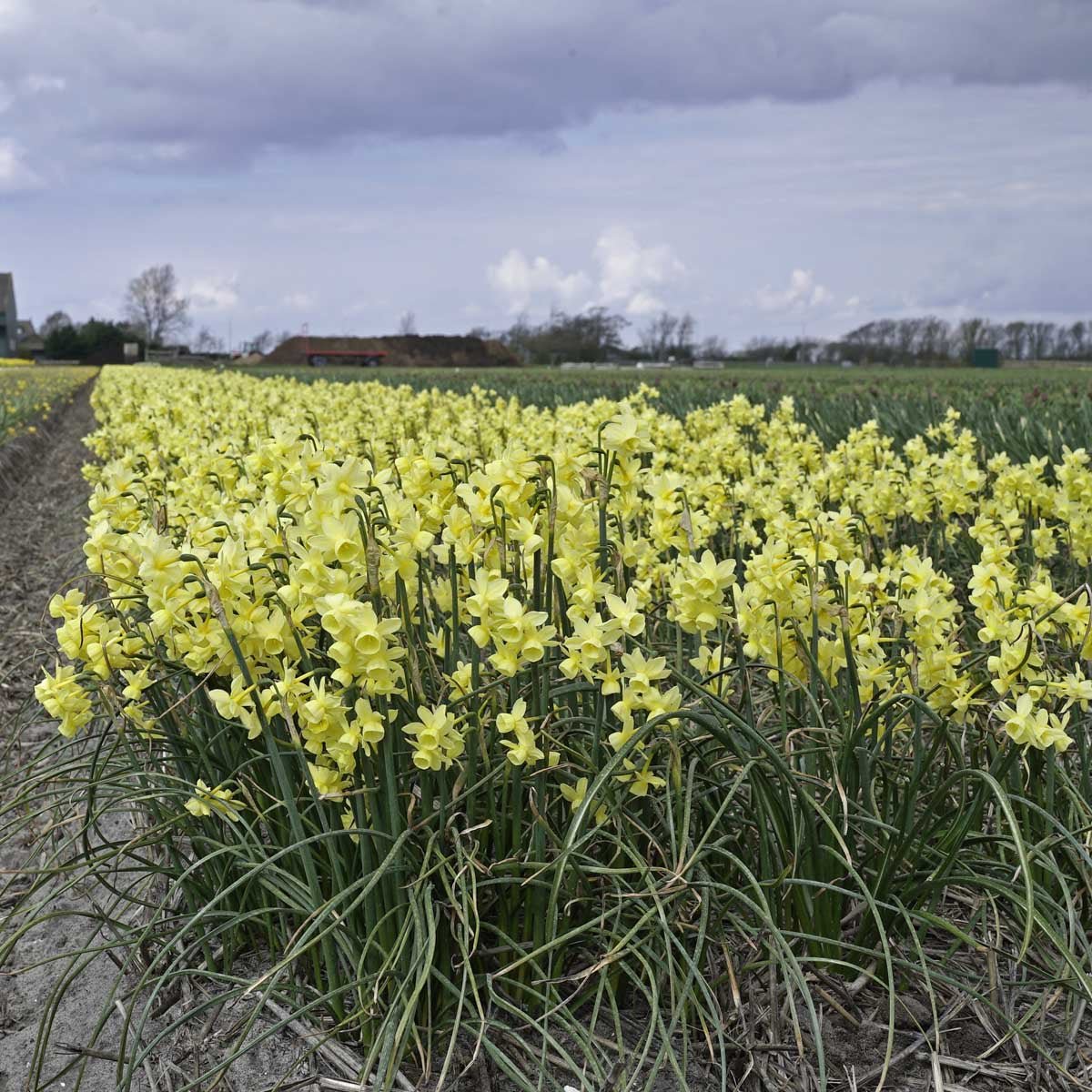 Angel's Breath - Narcissus - Fluwel