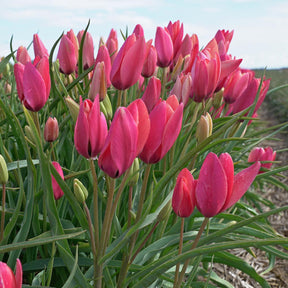 Annika - Tulips - Fluwel