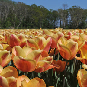 Apricot Foxx - Tulips - Fluwel
