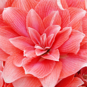 Amaryllis Double Dream