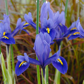 Iris reticulata Harmony