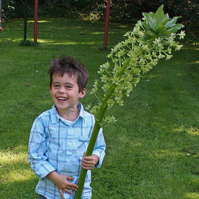 Eucomis pole-evansii